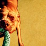 Hund, der sich fest in einen Schlauch verbeisst – Symbol für hartnäckige Muster und offene Zentren, die nicht loslassen