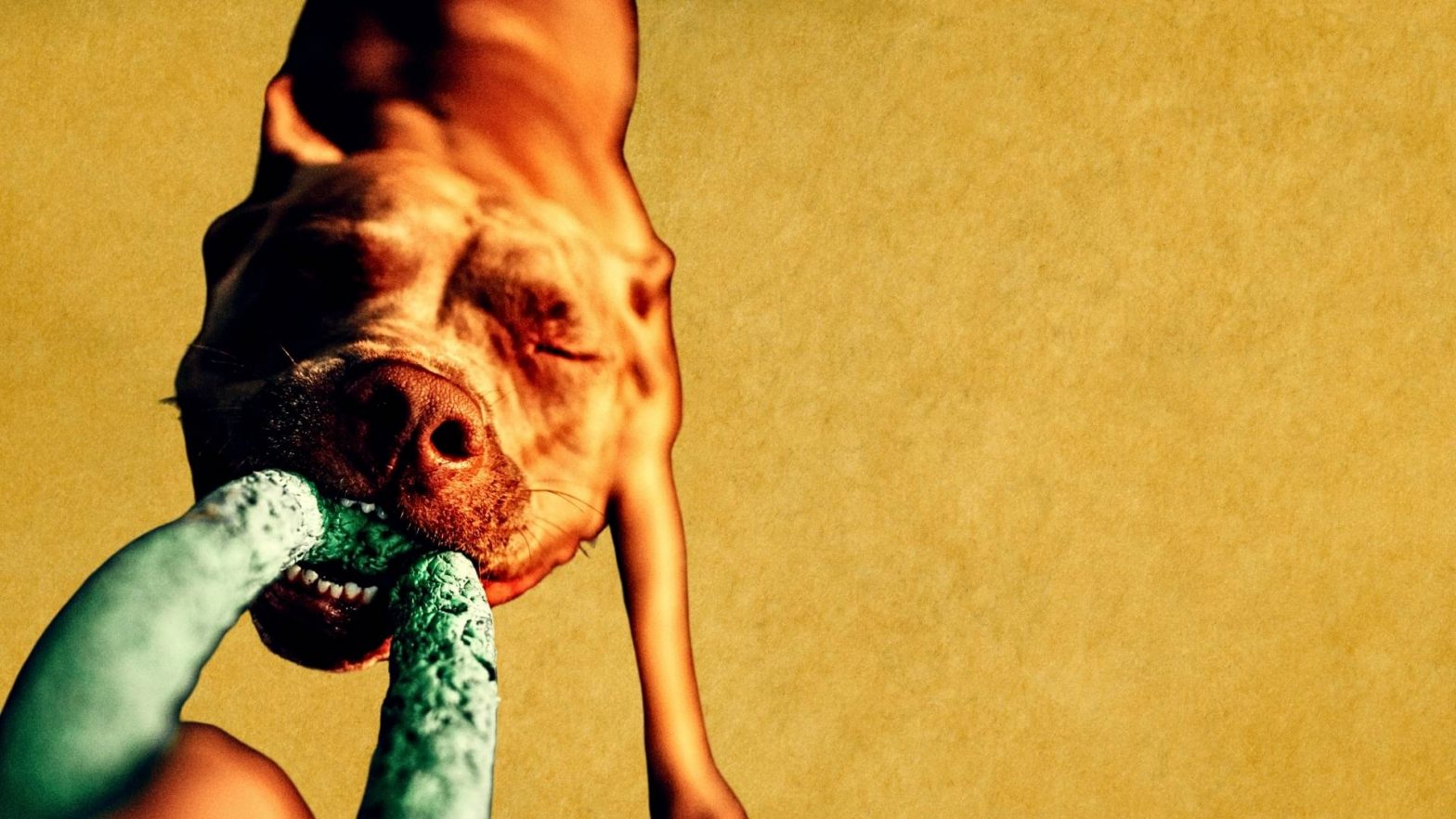 Hund, der sich fest in einen Schlauch verbeisst – Symbol für hartnäckige Muster und offene Zentren, die nicht loslassen